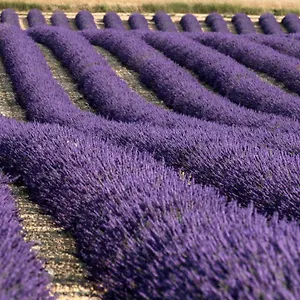 Hébergement de vacances La Provencale, Valensole