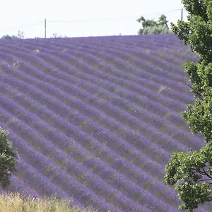Couette-café La Grande Dame, Valensole